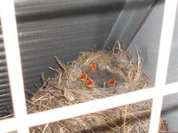 えさをねだって大きなお口