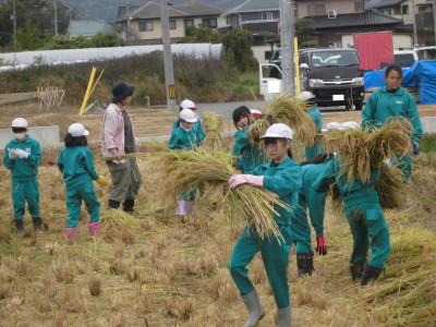 1014稲刈り１