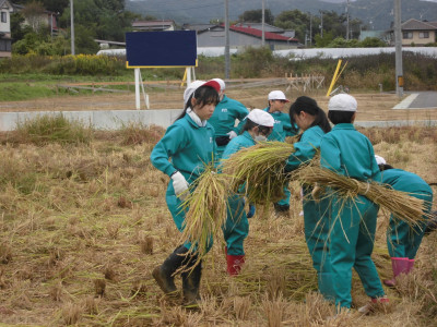 1014稲刈り２