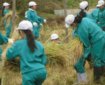 1014稲刈り３