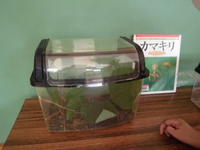 小さいカマキリがいるんです。