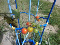 校舎前のミニトマト