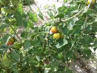 こっちは畑のトマト