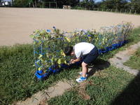 トマトに水やりしているの。えらいね！