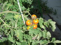 大きいトマト。トマトもがんばっています。