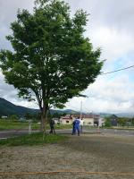 大きな木も丁寧にやっていただきました。