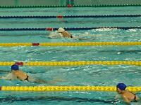 かなりいい泳ぎ