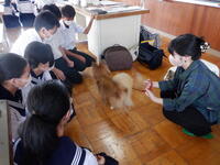 トリマーについて