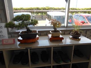 用務員さんの盆栽（職員玄関に）