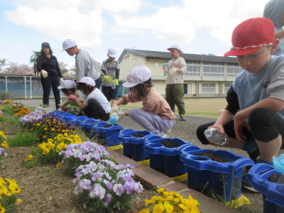 4.24３年ホウセンカ３
