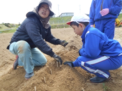 ３年とろろ芋の植え付け１