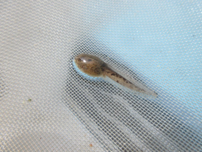 6.2　オタマジャクシ