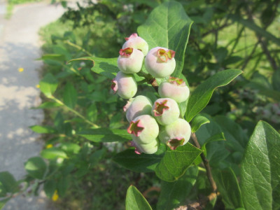 6.9　ブルーベリー