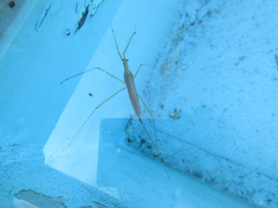 6.10 ミズカマキリ