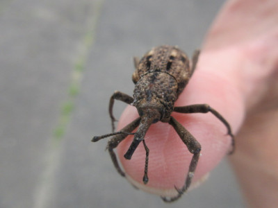 6.10 オオゾウムシ