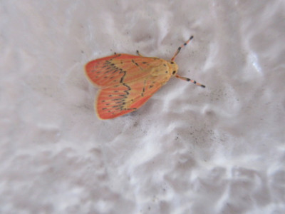 6.13 ハガタベニコケガ