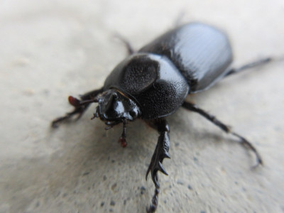 6.23　コカブトムシ