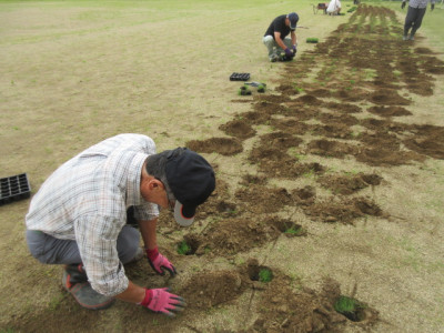 6.25　芝植え２