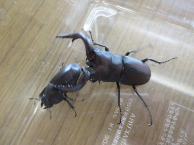 6.30　クワガタ